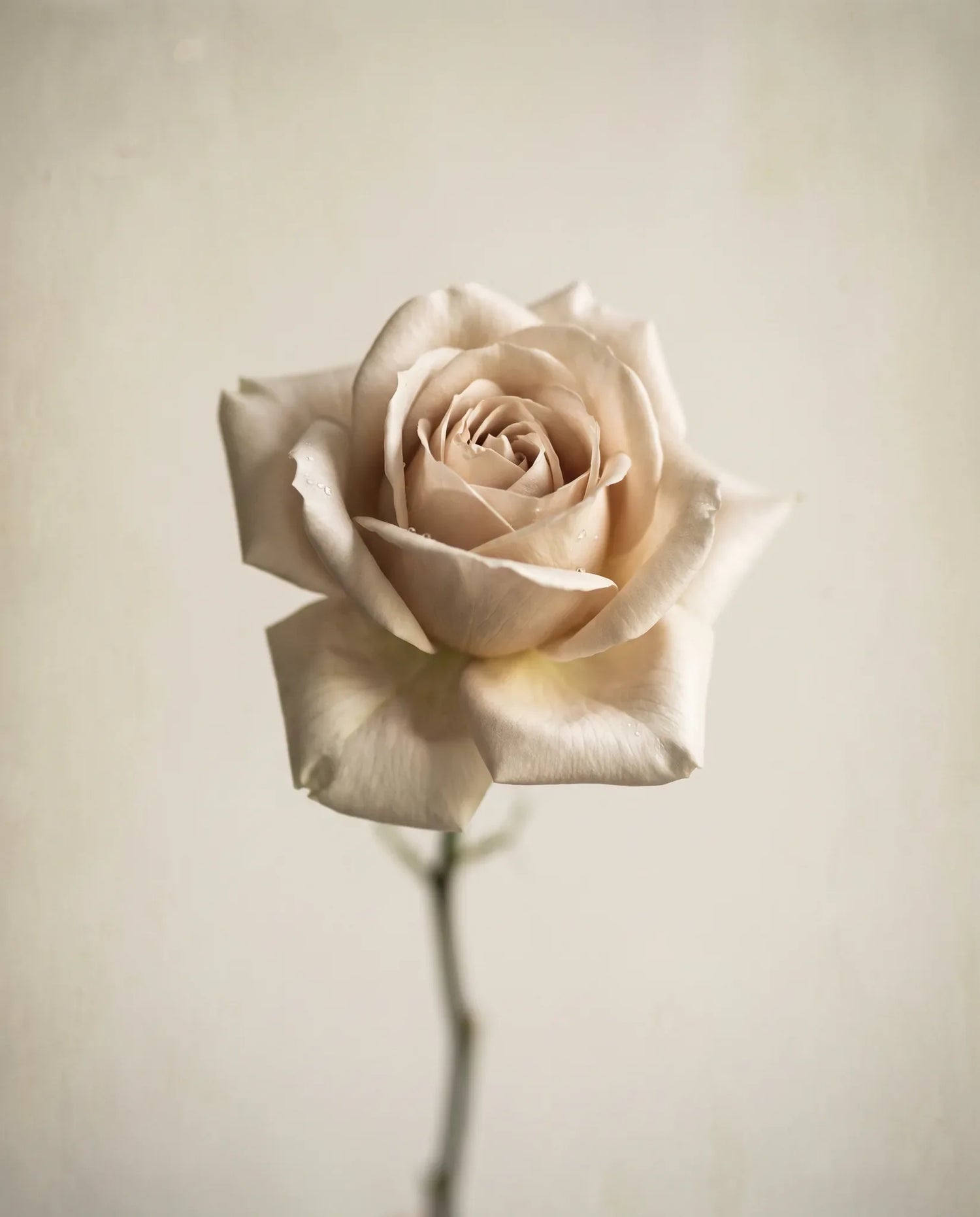 Gros plan d'une rose blanche artificielle