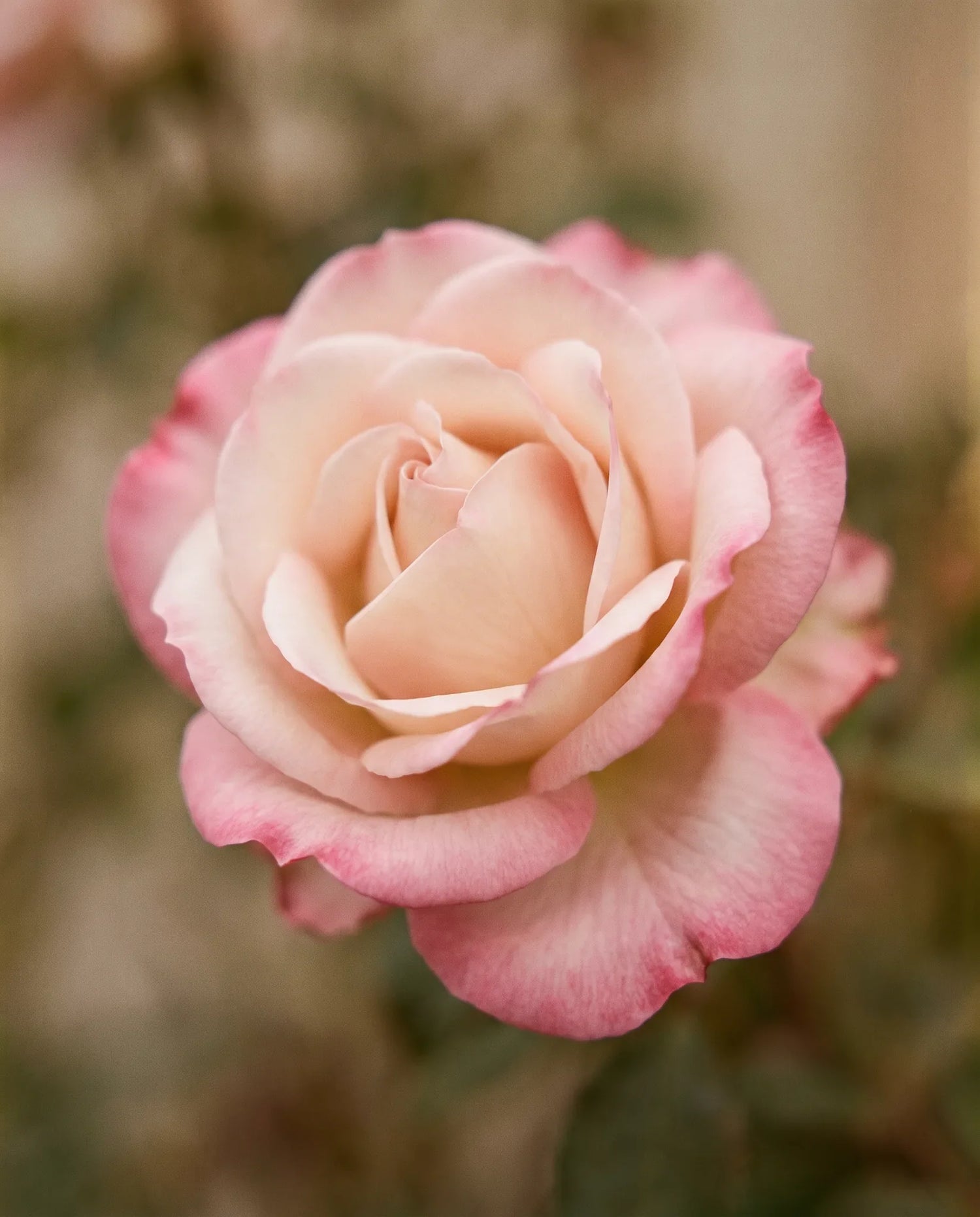 Gros plan de roses artificielles roses