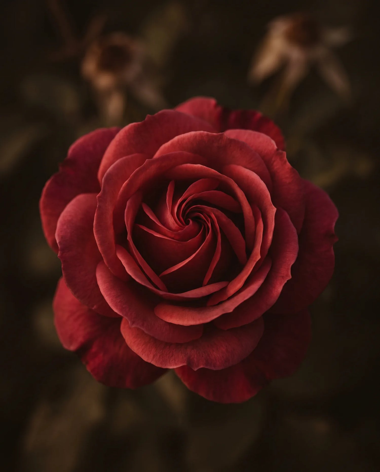 Gros plan de roses rouges artificielles — amour éternel