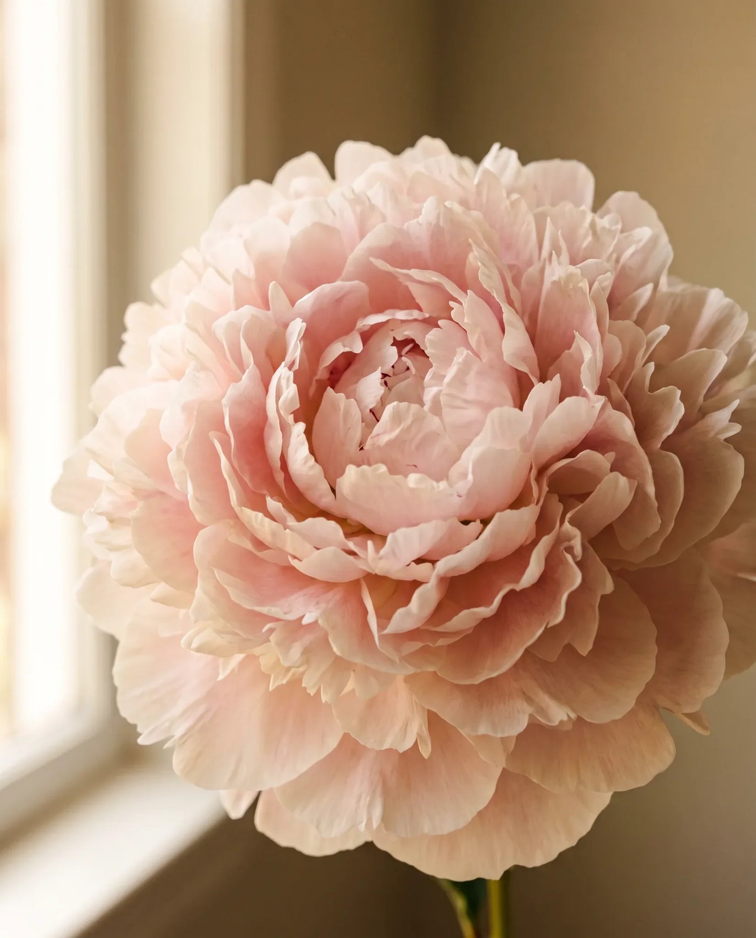 Gros plan de pivoines artificielles