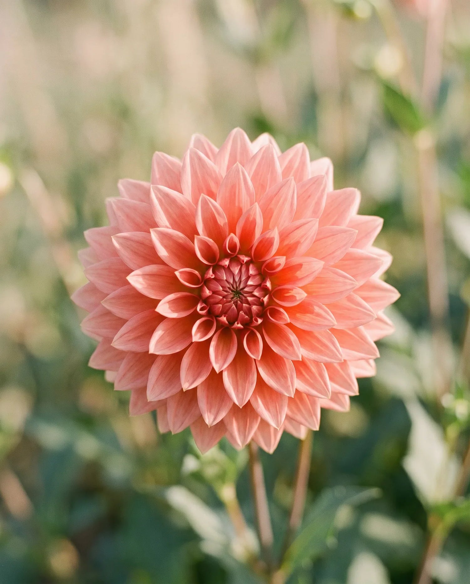 Gros plan de dahlias artificiels — gratitude