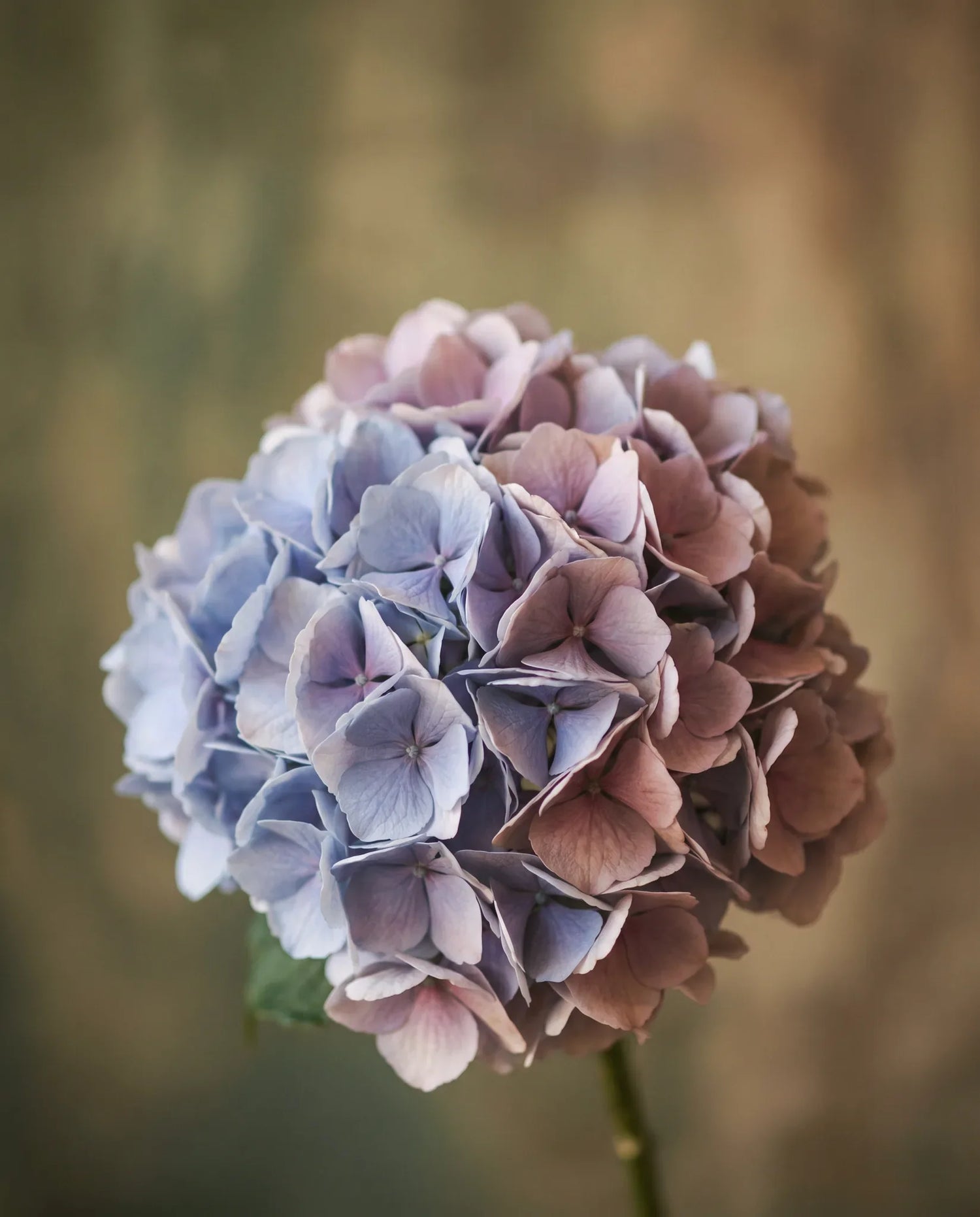 Gros plan d'hortensias artificiels