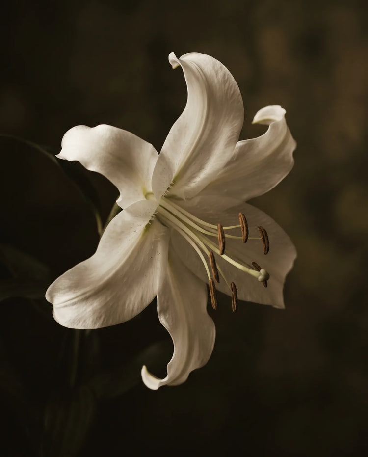 Gros plan d'un lys blanc artificiel
