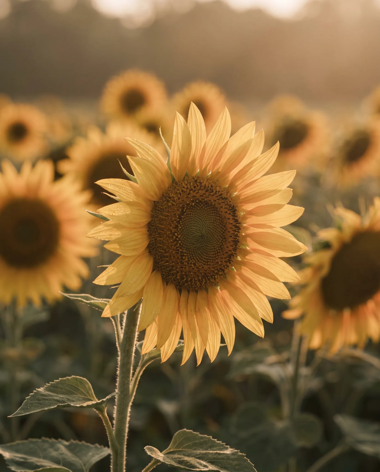 Gros plan de tournesols artificiels