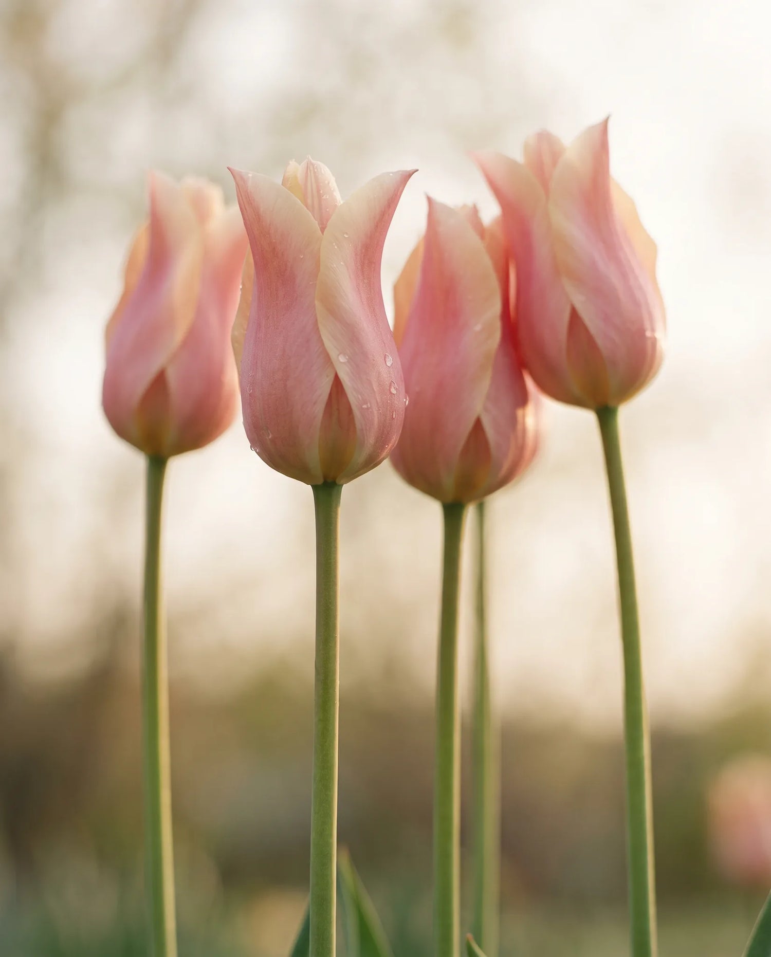 Gros plan de tulipes artificielles