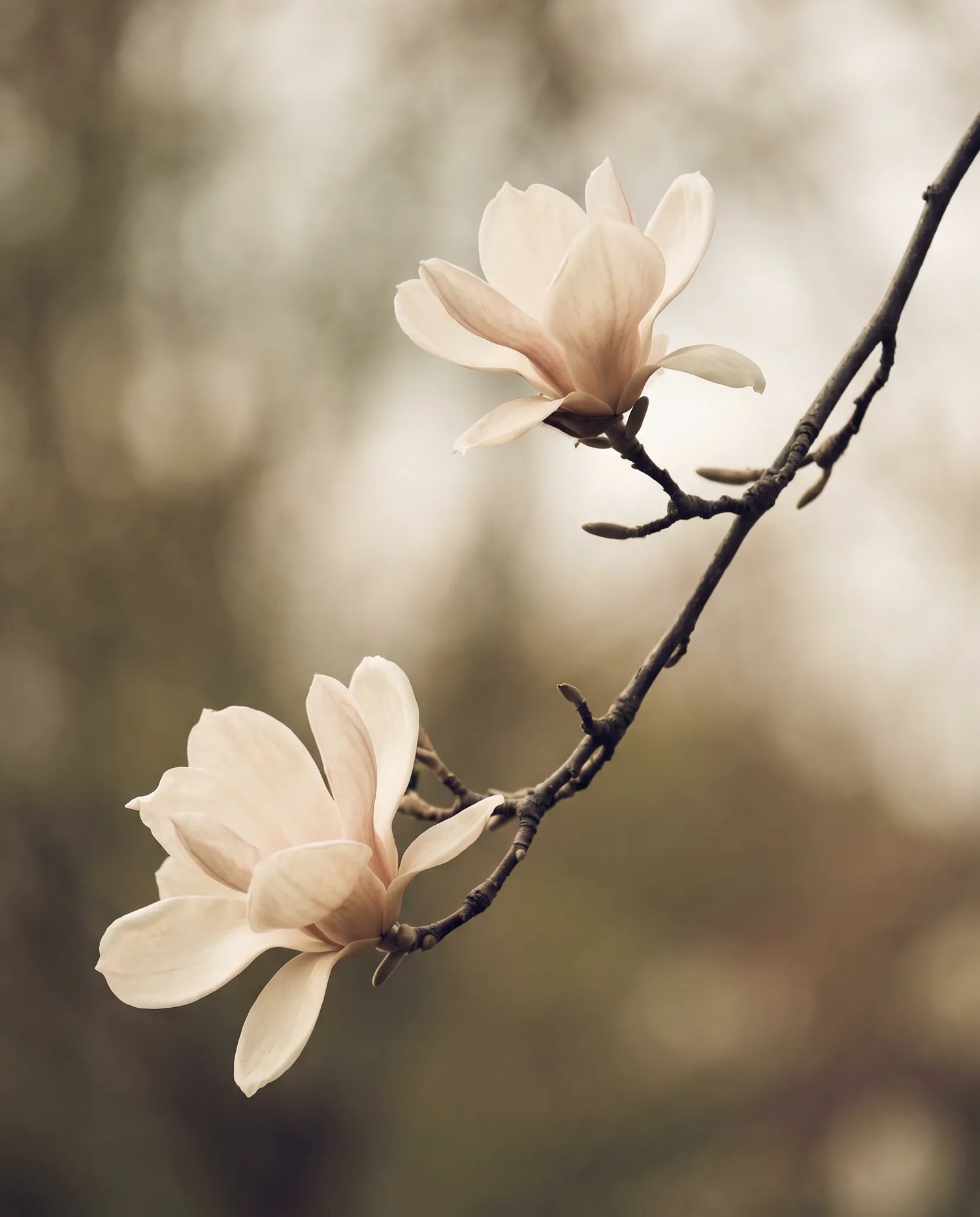 Gros plan de magnolias artificiels — élégance