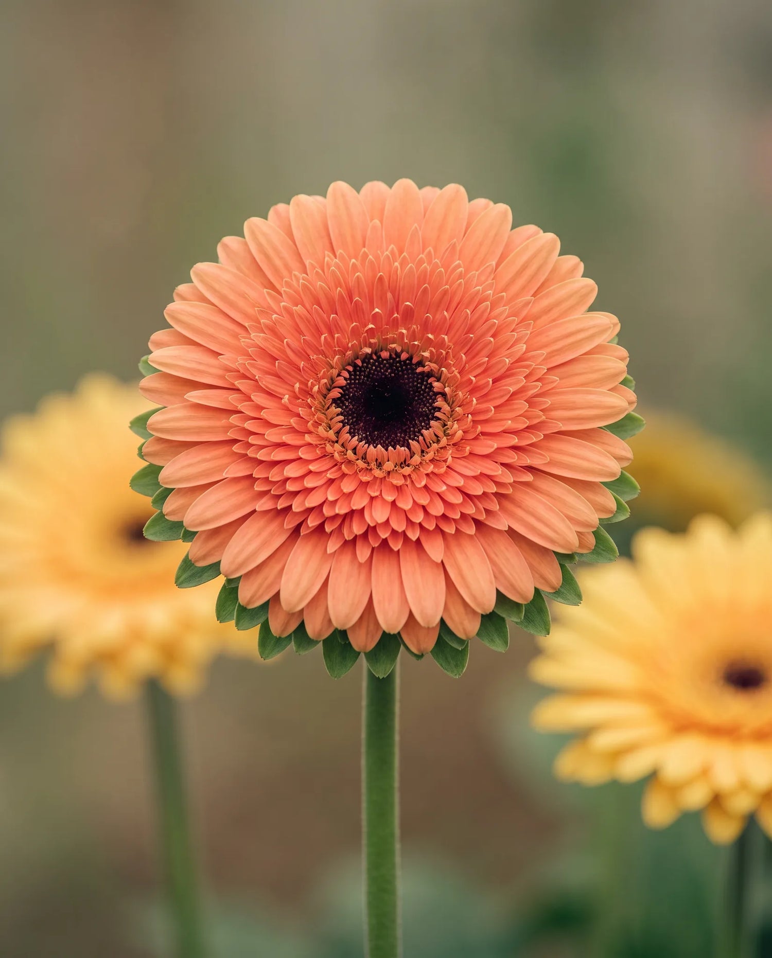 Gros plan d'un gerbera artificiel corail