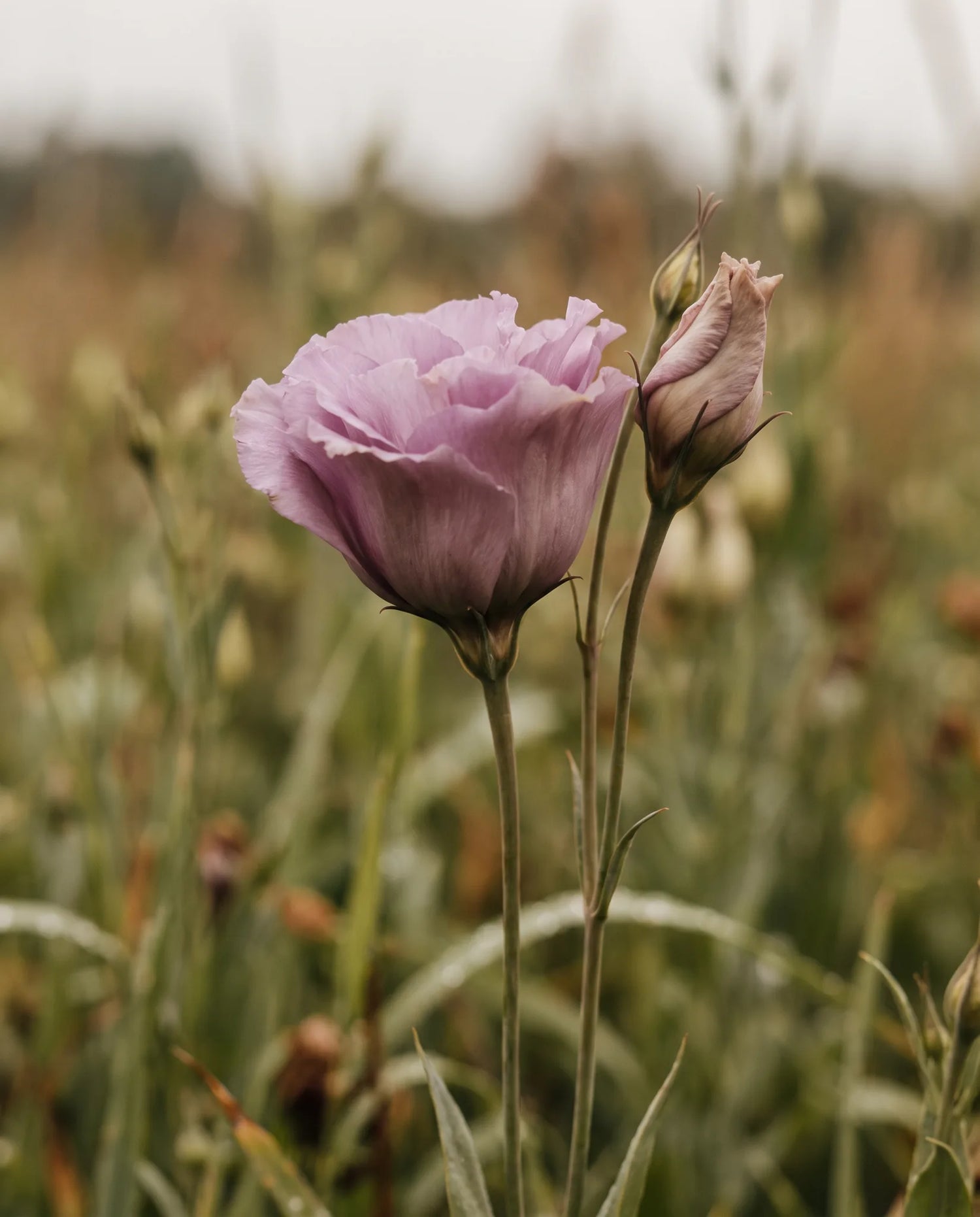 Gros plan d'un lisianthus artificiel mauve