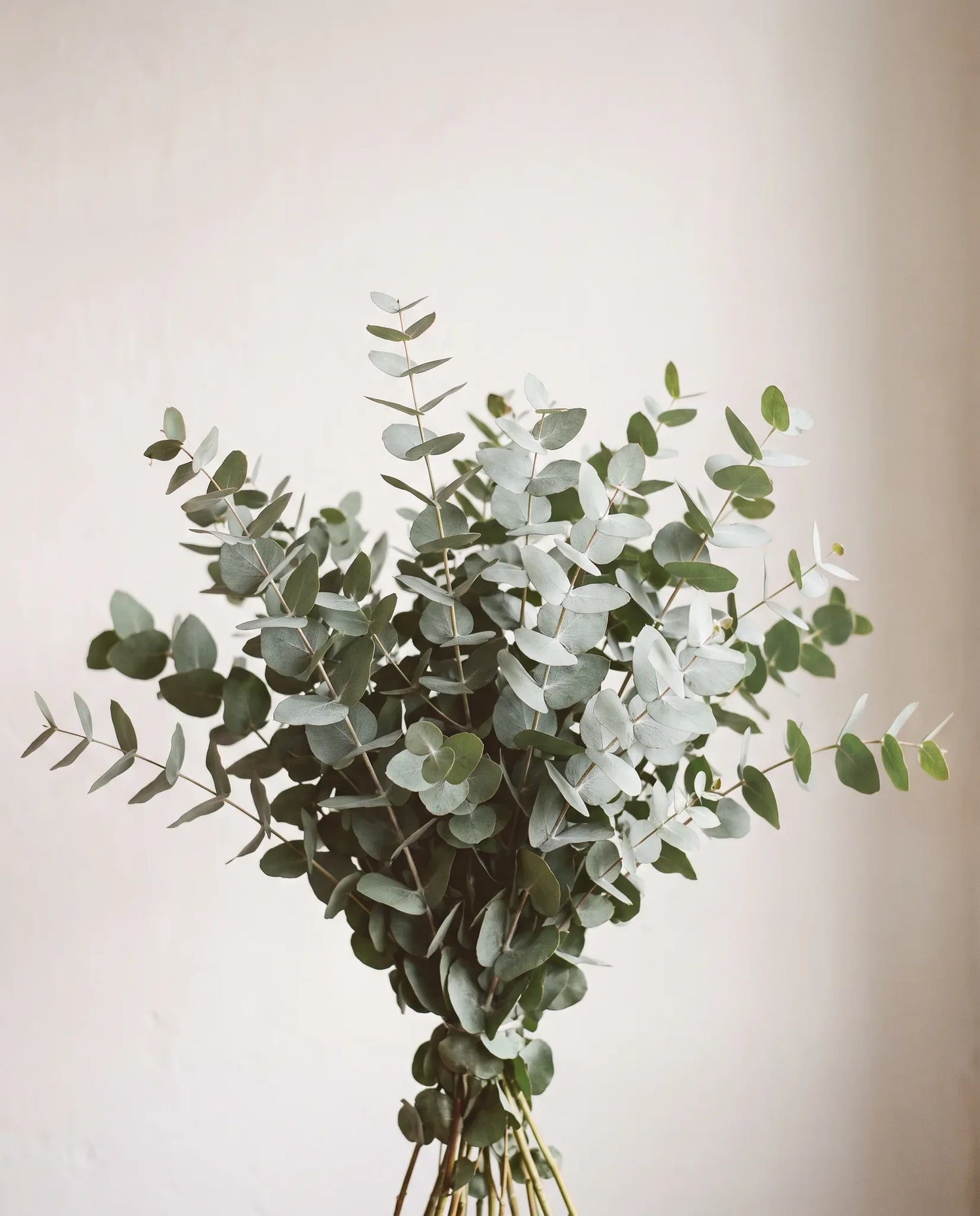Gros plan d'eucalyptus artificiel