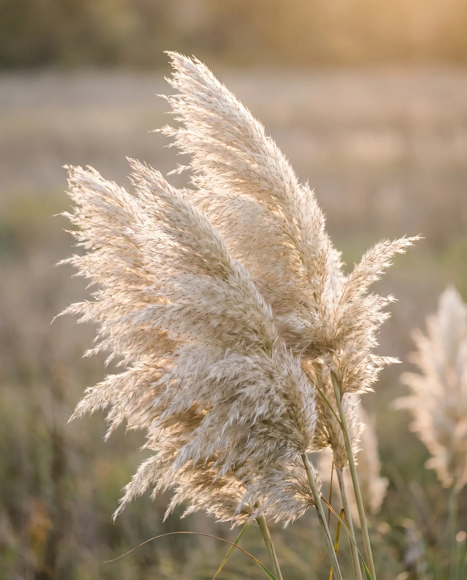 Gros plan d'herbe de la pampa artificielle