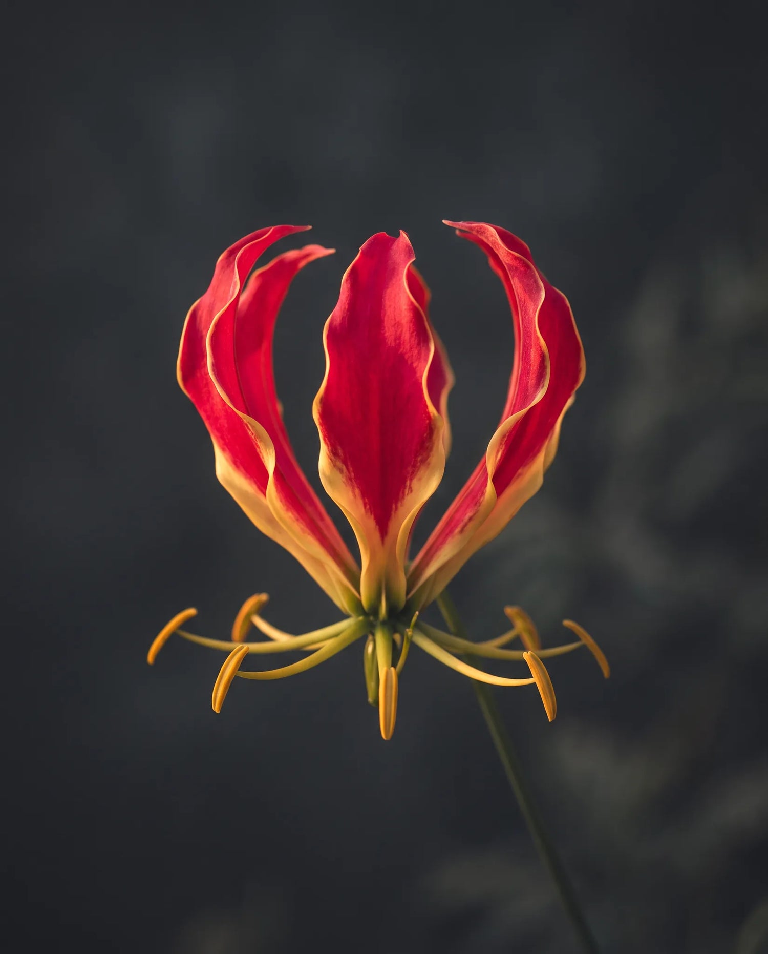 Gros plan d'une fleur de glorieuse artificielle