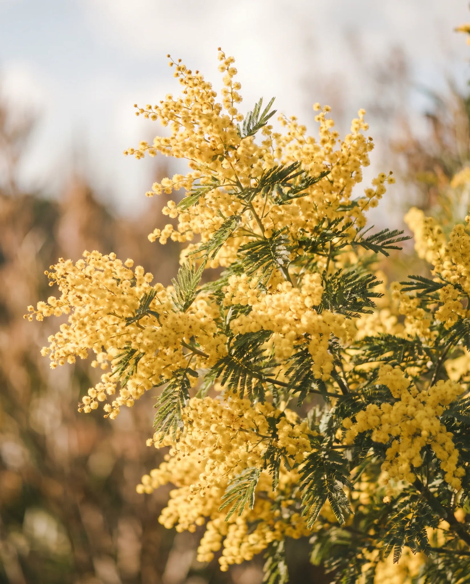 Gros plan de mimosa artificiel — lumière joyeuse