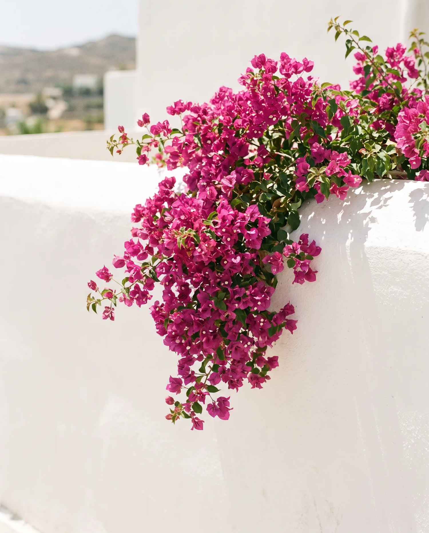Branches de bougainvillier artificiel en fleurs