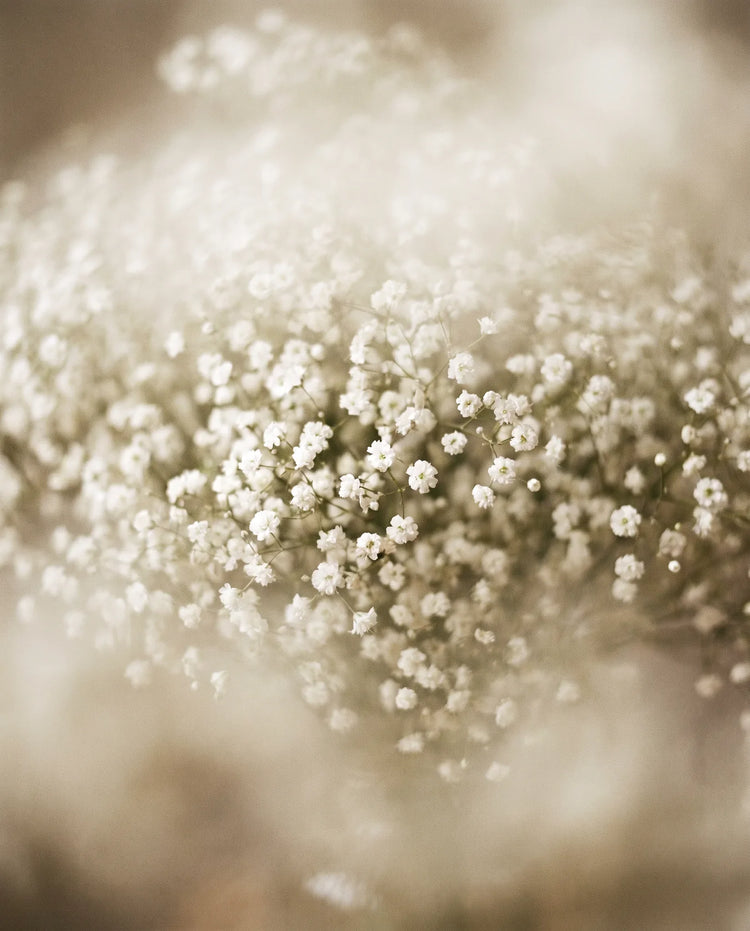 Gros plan de gypsophile artificielle