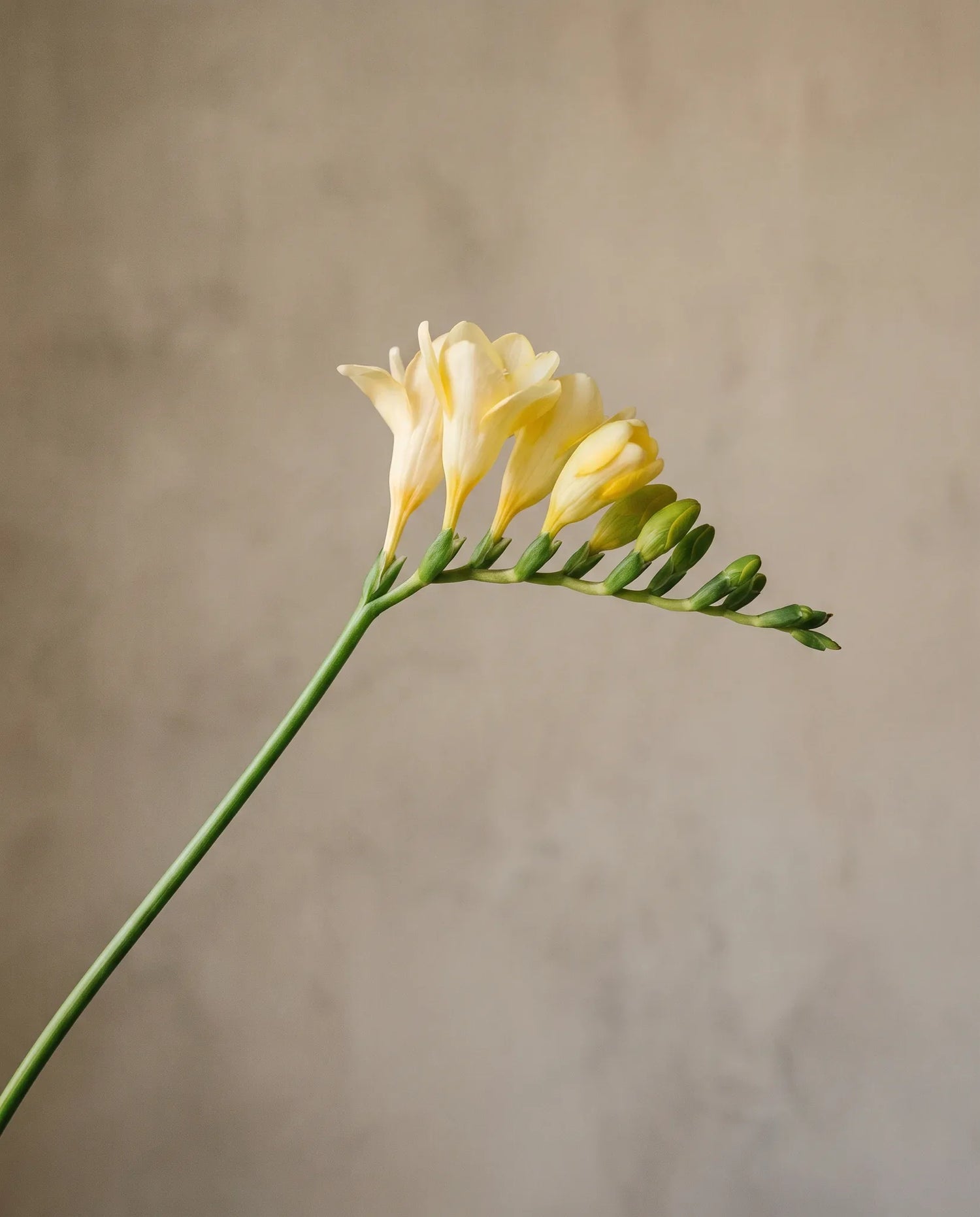 Gros plan de freesias artificiels jaune pâle
