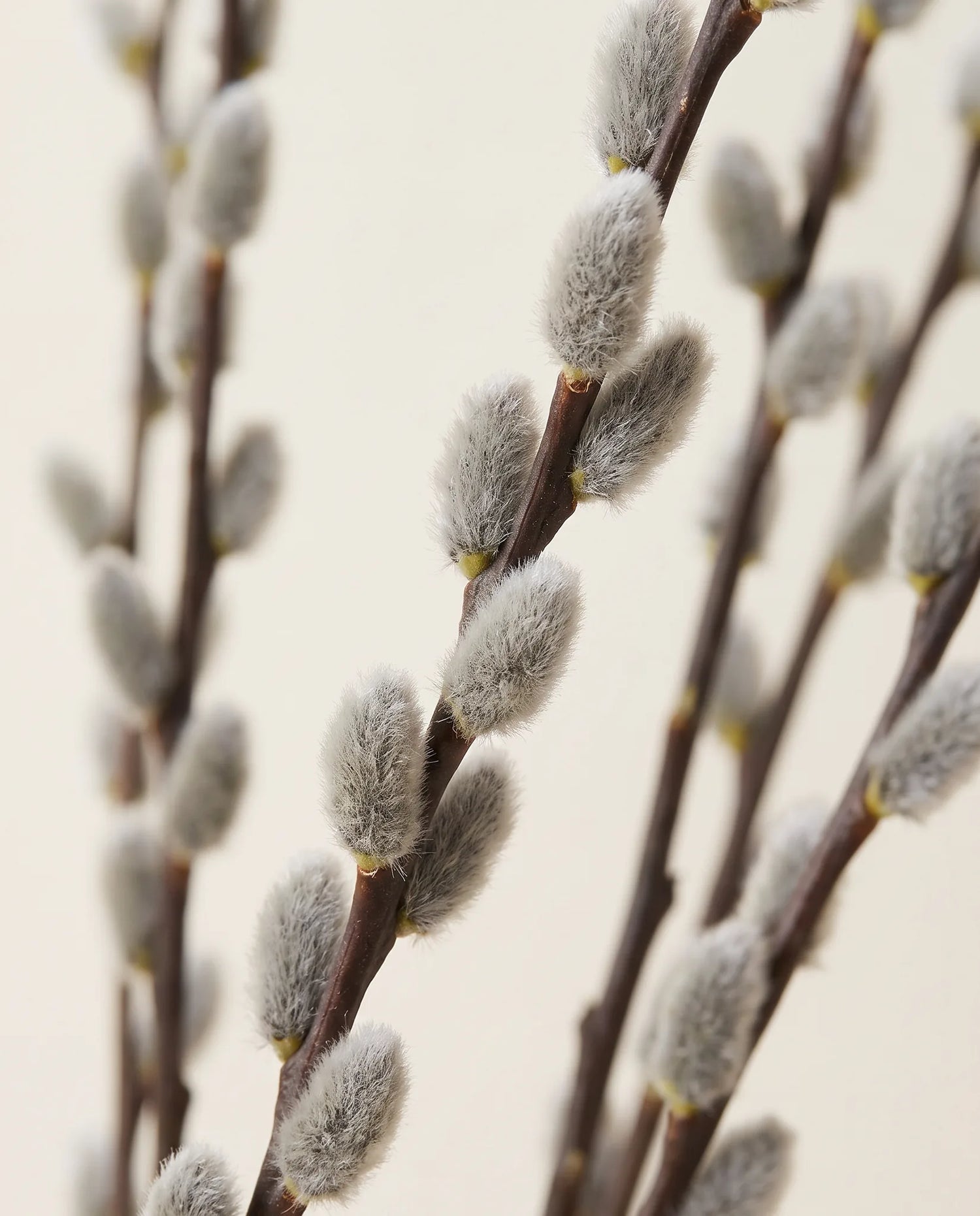 Gros plan sur les chatons de saule artificiels des branches Chatons d'Argent