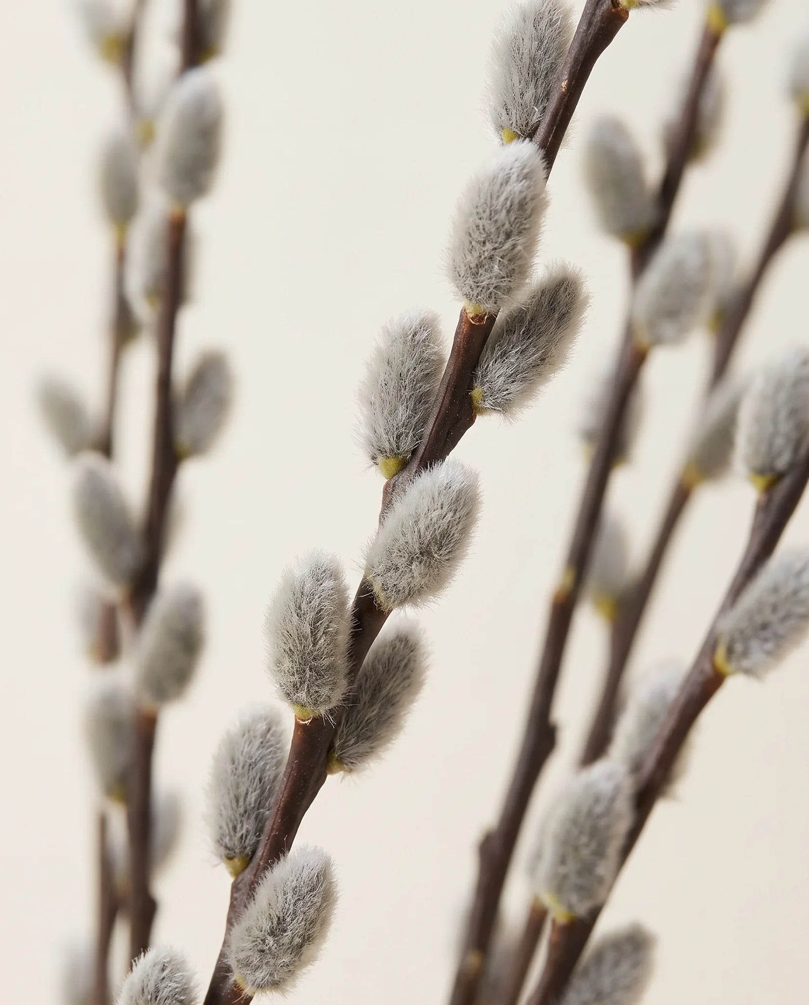 Gros plan sur les chatons de saule artificiels des branches Chatons d'Argent