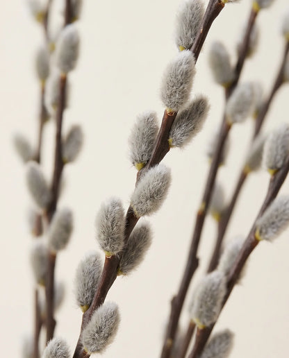 Gros plan sur les chatons de saule artificiels des branches Chatons d'Argent