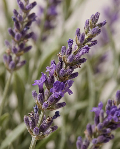 Gros plan sur les épis de lavande artificielle du bouquet Bleu de Provence