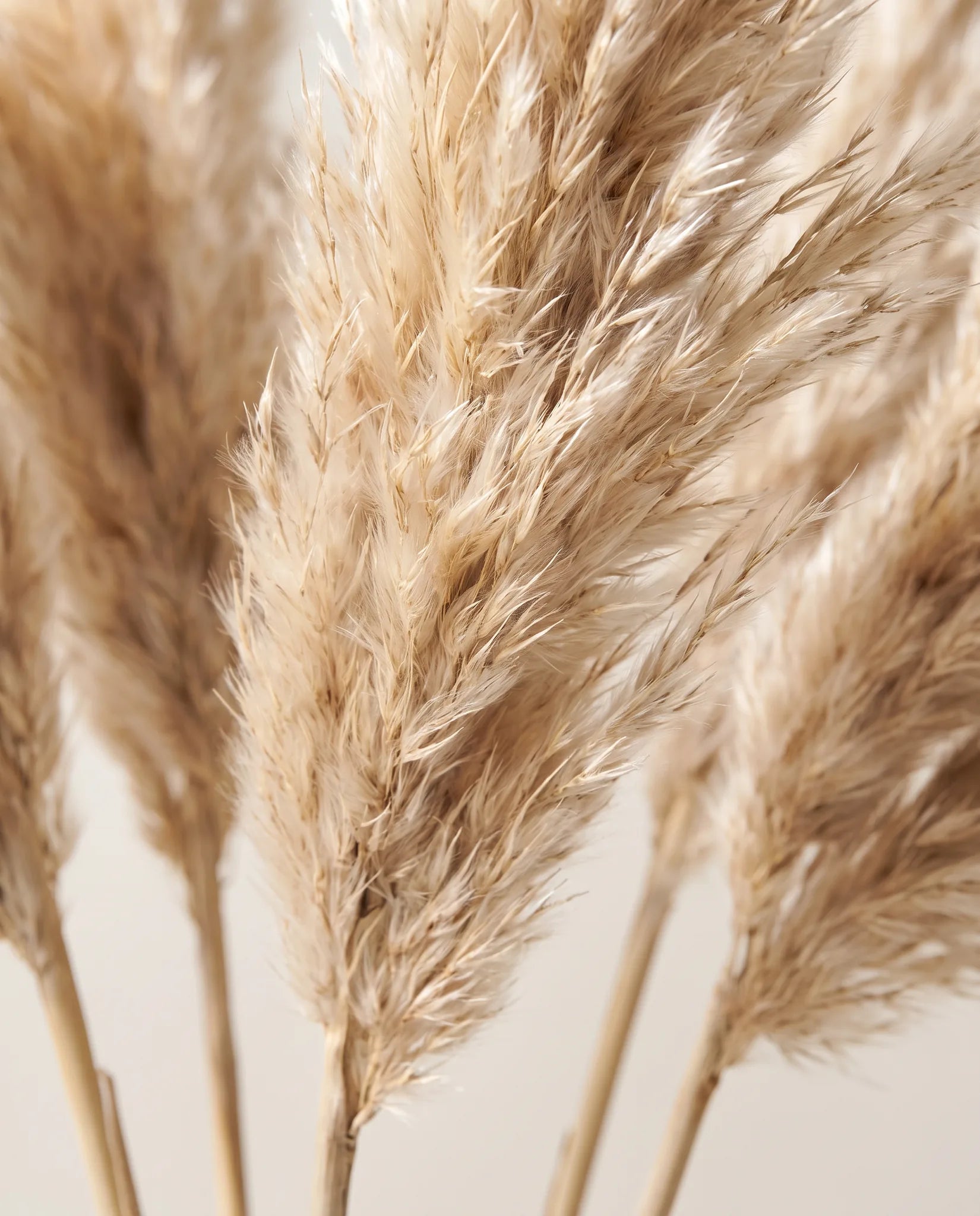 Gros plan sur les plumeaux de pampa artificielle du bouquet Dune Blonde