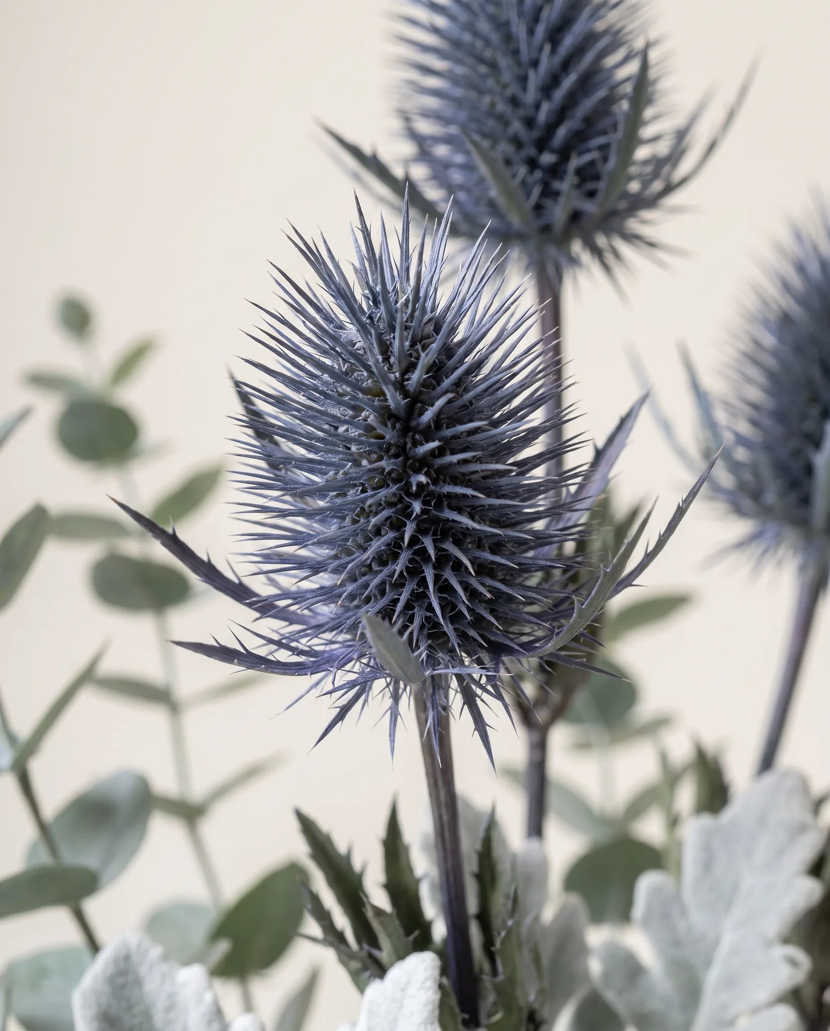 Gros plan sur les chardons bleus artificiels de « Nuit d'Hiver »