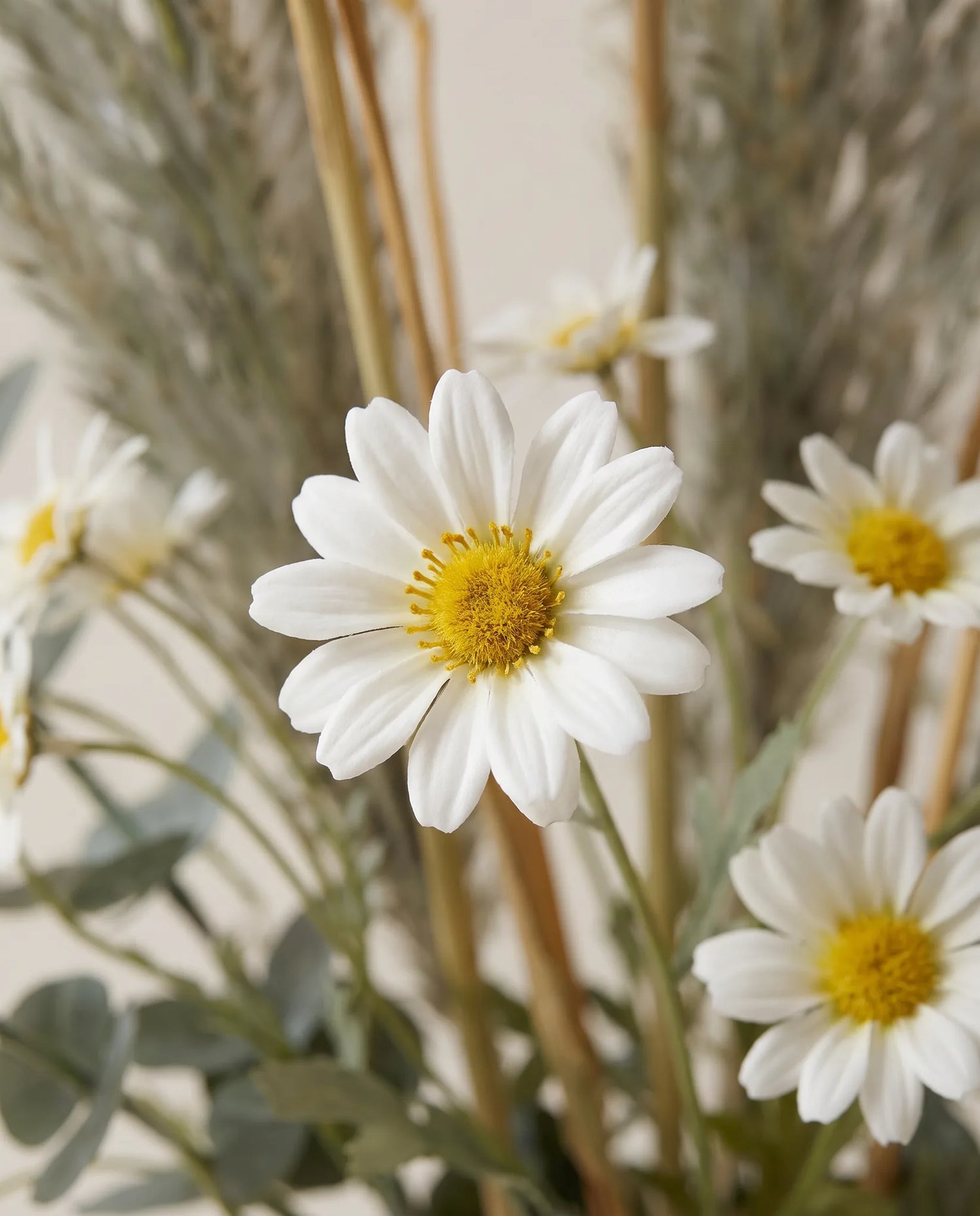 Gros plan sur la camomille artificielle de « Pré Doré »