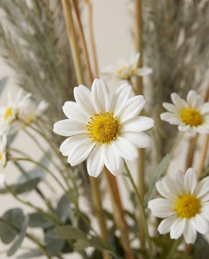Gros plan sur la camomille artificielle de « Pré Doré »