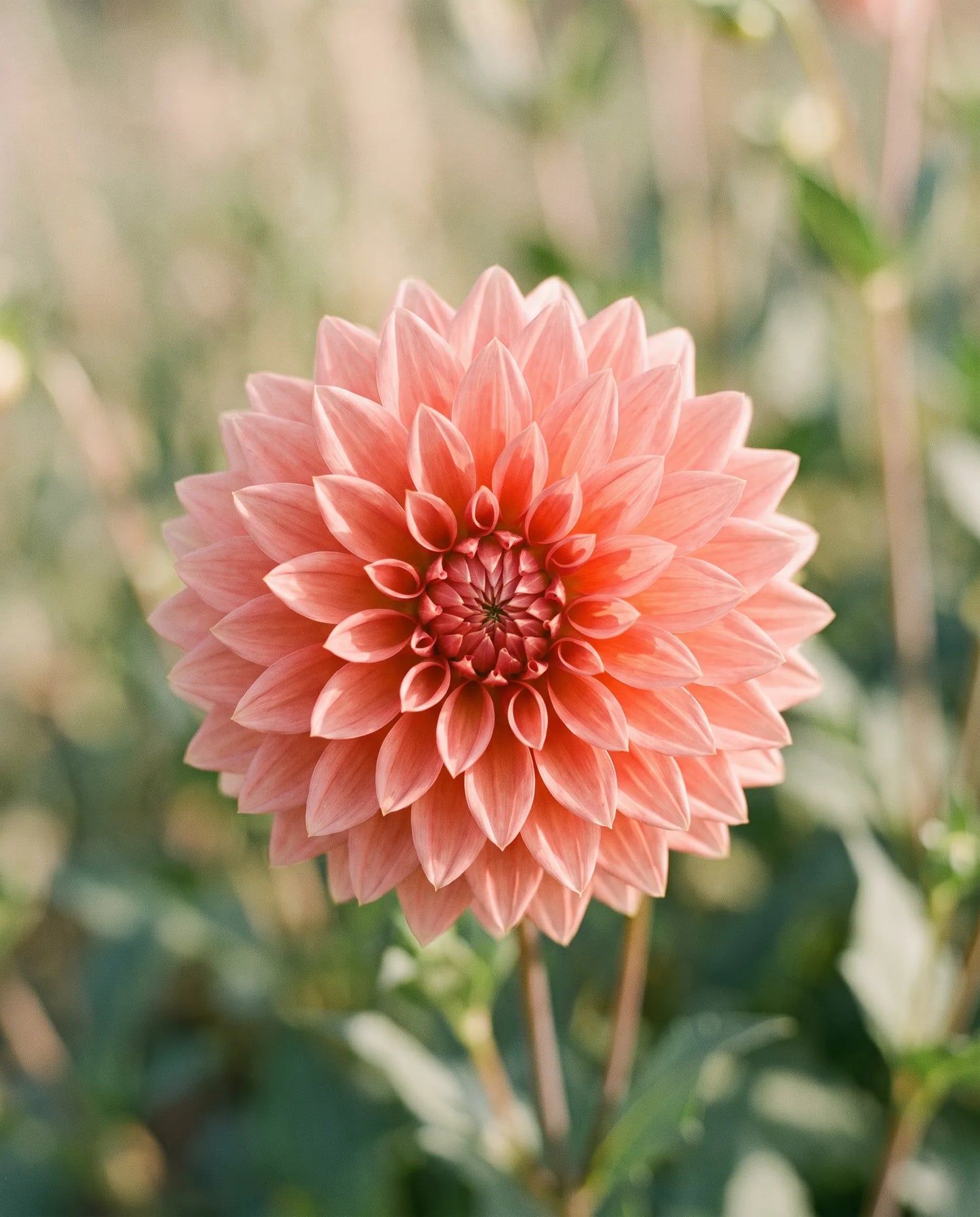 Gros plan de Dahlia — mille mercis