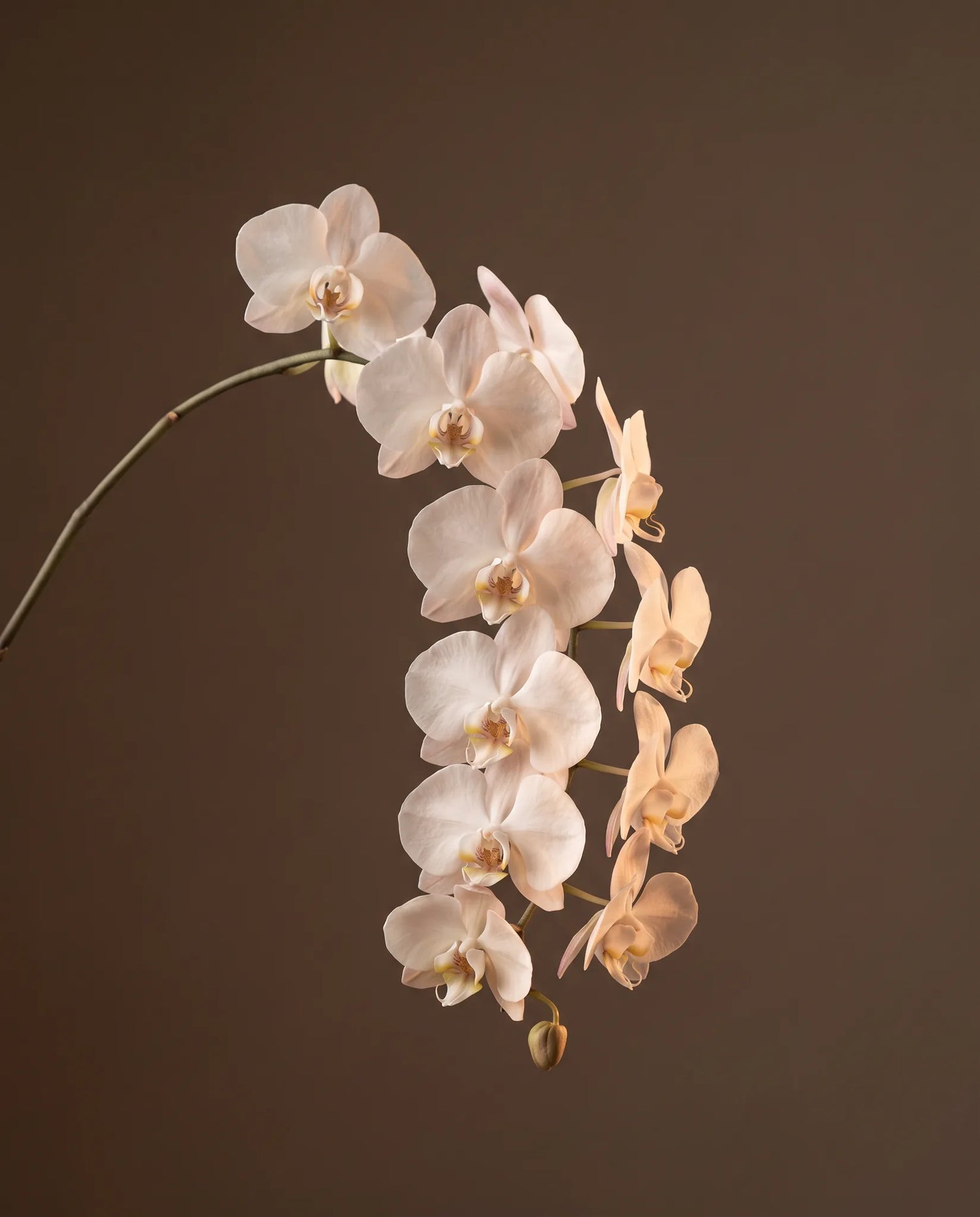 Gros plan de Orchidée — beauté rare et raffinée