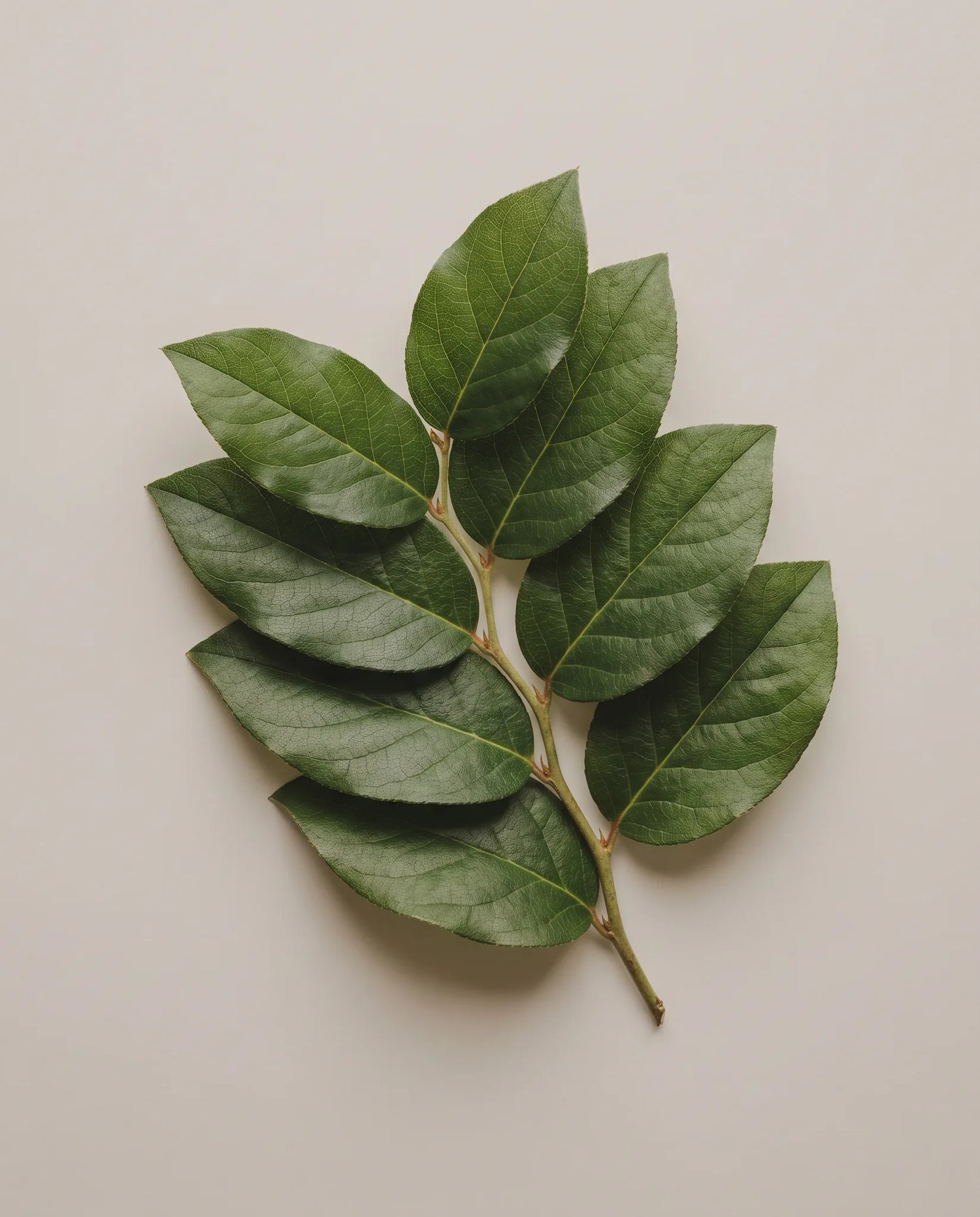 Gros plan de Salal